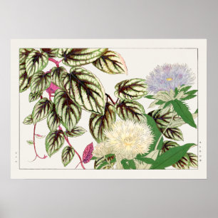 Vitus en Stokesia Flowers door Tanigami Konan, Poster