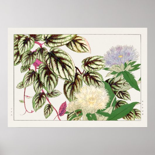 Vitus en Stokesia Flowers door Tanigami Konan, Poster (Voorkant)