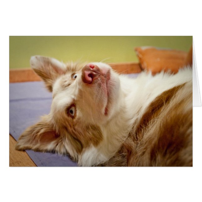 Viva de Border Collie die op het bed relaxeert (Voorkant Horizontaal)