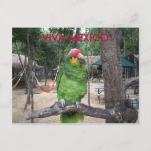 Viva Mexico Briefkaart