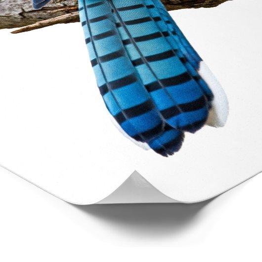 Vivid Blue Jay Poster (Hoek)