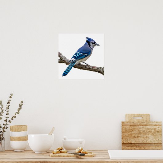 Vivid Blue Jay Poster (Keuken)