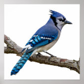 Vivid Blue Jay Poster (Voorkant)
