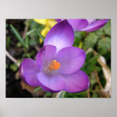 Vivid Crocus Print (Voorkant)
