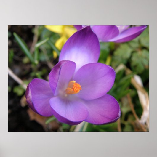 Vivid Crocus Print (Voorkant)