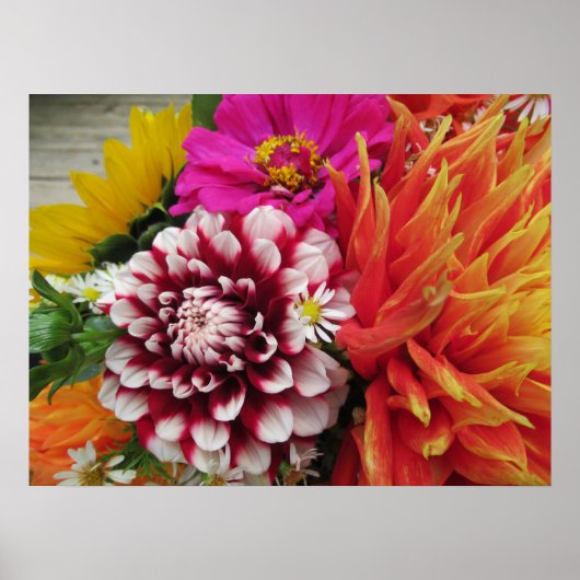 Vivid Dahlias en Zinnias Poster Art Print (Voorkant)