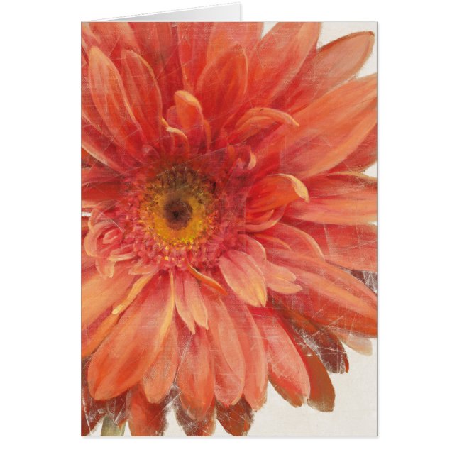 Vivid Daisy (Voorkant)