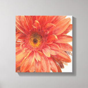 Vivid Daisy Canvas Afdruk