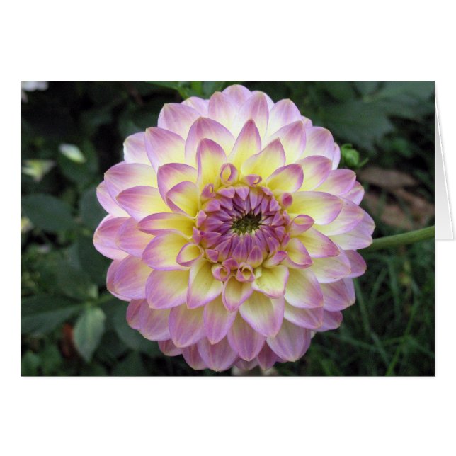 Vivid Lavender Creme Dahlia (Voorkant Horizontaal)