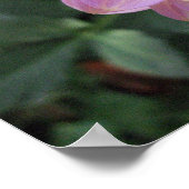 Vivid Lavender Creme Dahlia Poster (Hoek)
