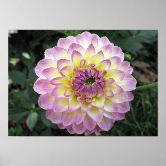 Vivid Lavender Creme Dahlia Poster (Voorkant)