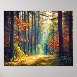 Vivid morning in kleurrijk bos met zonnestralen poster
