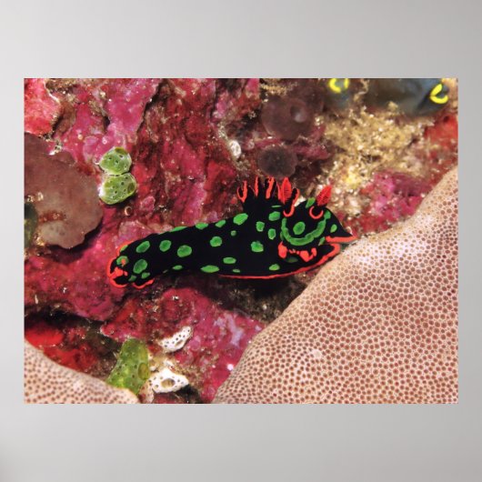 Vivid Nudi Poster (Voorkant)