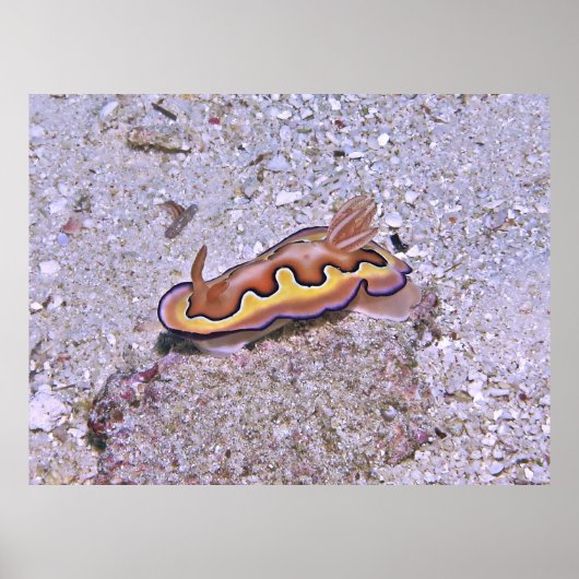 Vivid Nudibranch Poster (Voorkant)