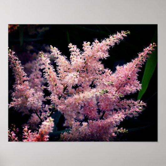 Vivid Pink Flowers Close Up Poster (Voorkant)