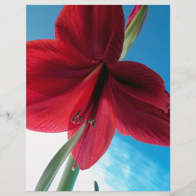 Vivid red Amaryllis Flower (Voorkant)