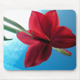 Vivid red Amaryllis Flower Muismat