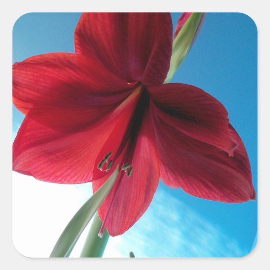 Vivid red Amaryllis Flower Vierkante Sticker (Voorkant)