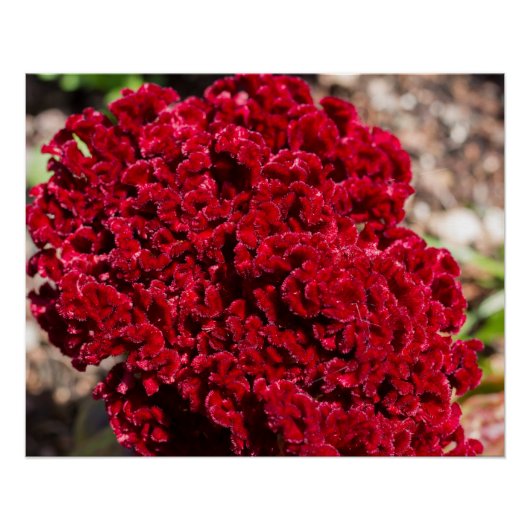 Vivid Red Celosia Print Perfect Poster (Voorkant)