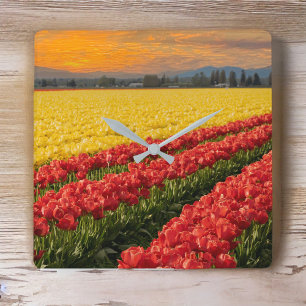 Vivid Red en Gold Tulips in Skagit County Accent Vierkante Klok