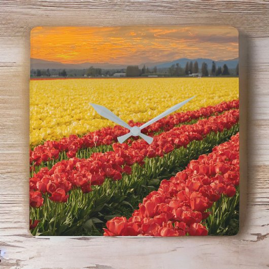 Vivid Red en Gold Tulips in Skagit County Accent Vierkante Klok