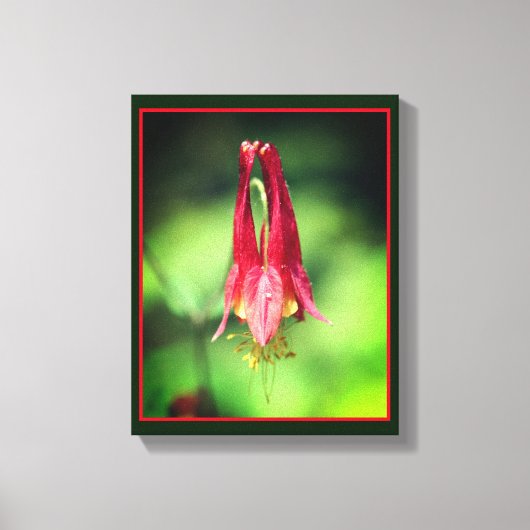 Vivid Red Wild Columbine Flower Canvas Afdruk (Voorkant)