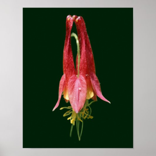 Vivid Red Wild Columbine Flower Poster (Voorkant)