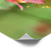 Vivid Red Wild Columbine Flower Poster (Hoek)