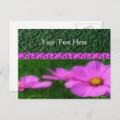 Vivid roze kosmos Flowers Briefkaart (Voorkant / Achterkant)