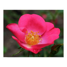 Vivid roze Rose Petals
