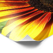 Vivid Sunflower Closeup 10x8 Foto Afdruk (Hoek)