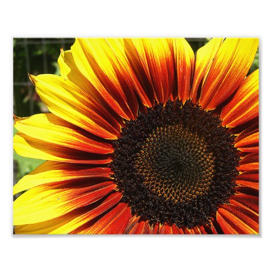 Vivid Sunflower Closeup 10x8 Foto Afdruk (Voorkant)