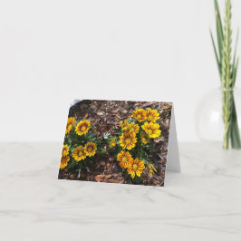 Vivid yellow Gazania bloeit op een blanco briefkaa Kaart