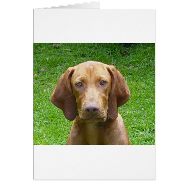 vizsla (Voorkant)