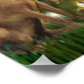 Vizsla 1 - MidEve Poster (Hoek)