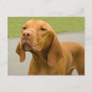 Vizsla Briefkaart