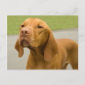 Vizsla Briefkaart (Voorkant)