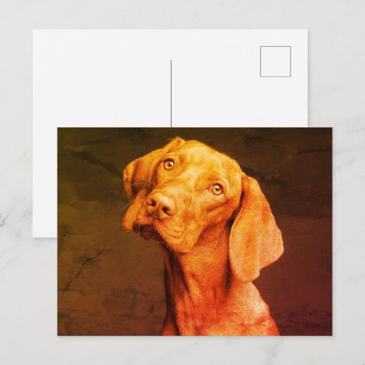 Vizsla Briefkaart (Voorkant / Achterkant)