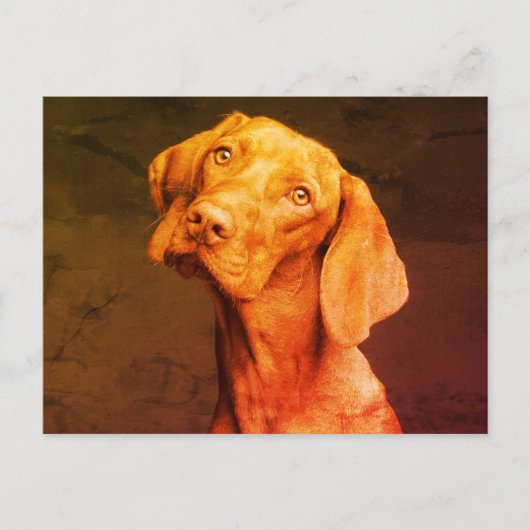 Vizsla Briefkaart (Voorkant)