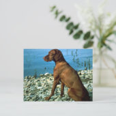 Vizsla Briefkaart (Staand voorkant)