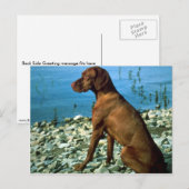 Vizsla Briefkaart (Voorkant / Achterkant)