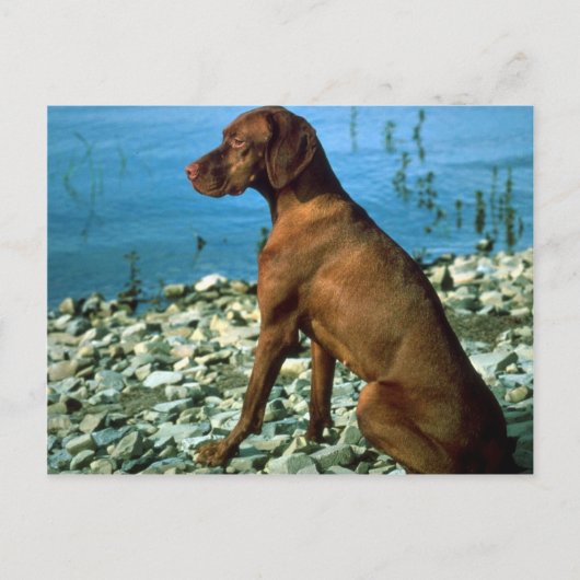 Vizsla Briefkaart (Voorkant)