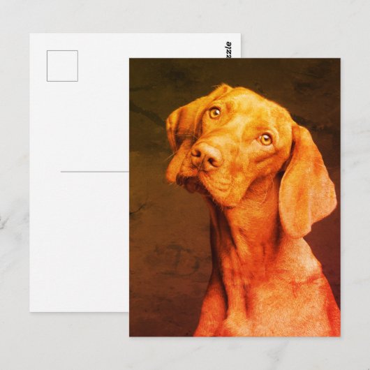 Vizsla Briefkaart (Voorkant / Achterkant)