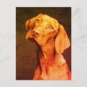 Vizsla Briefkaart (Voorkant)