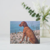 Vizsla Briefkaart (Staand voorkant)