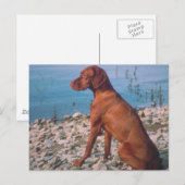 Vizsla Briefkaart (Voorkant / Achterkant)