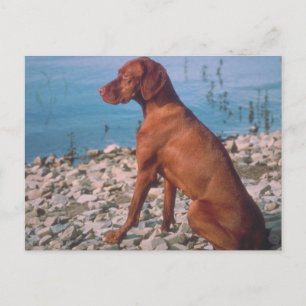 Vizsla Briefkaart