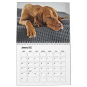 Vizsla Calendar Kalender (Jan 2027)