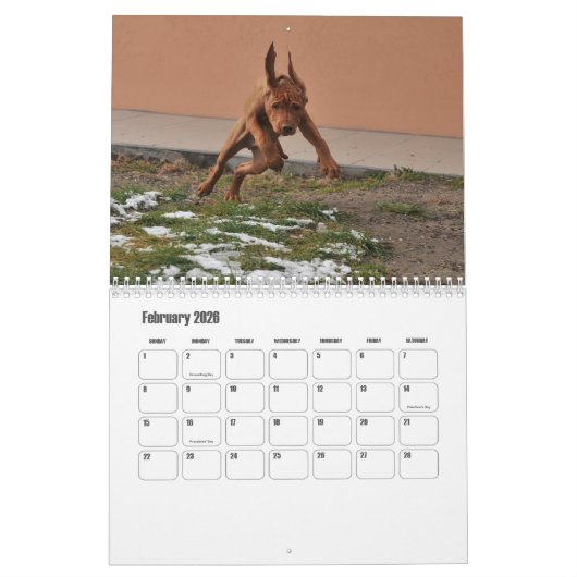 Vizsla Calendar Kalender (Feb 2026)