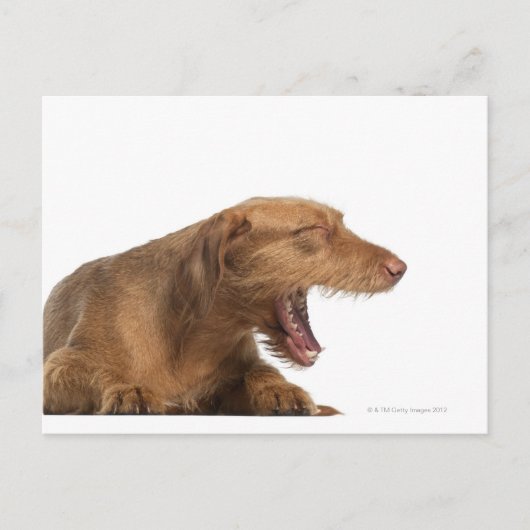 Vizsla, die voor witte achtergrond glanst briefkaart (Voorkant)